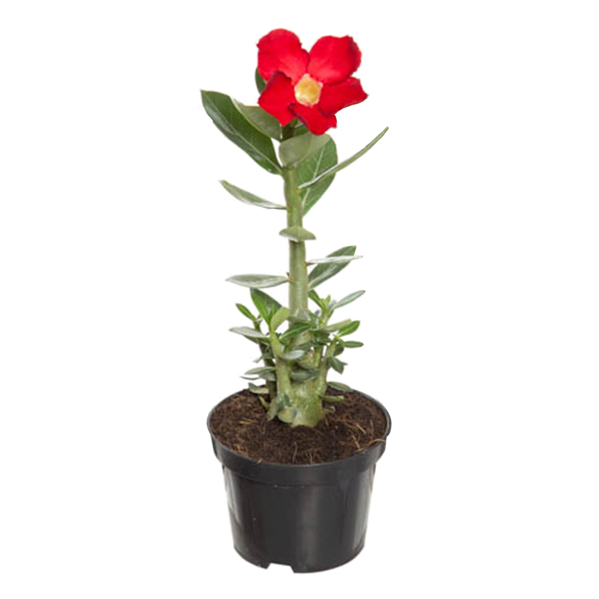 Rosa do Deserto com Flor Pote 11 - Sortida