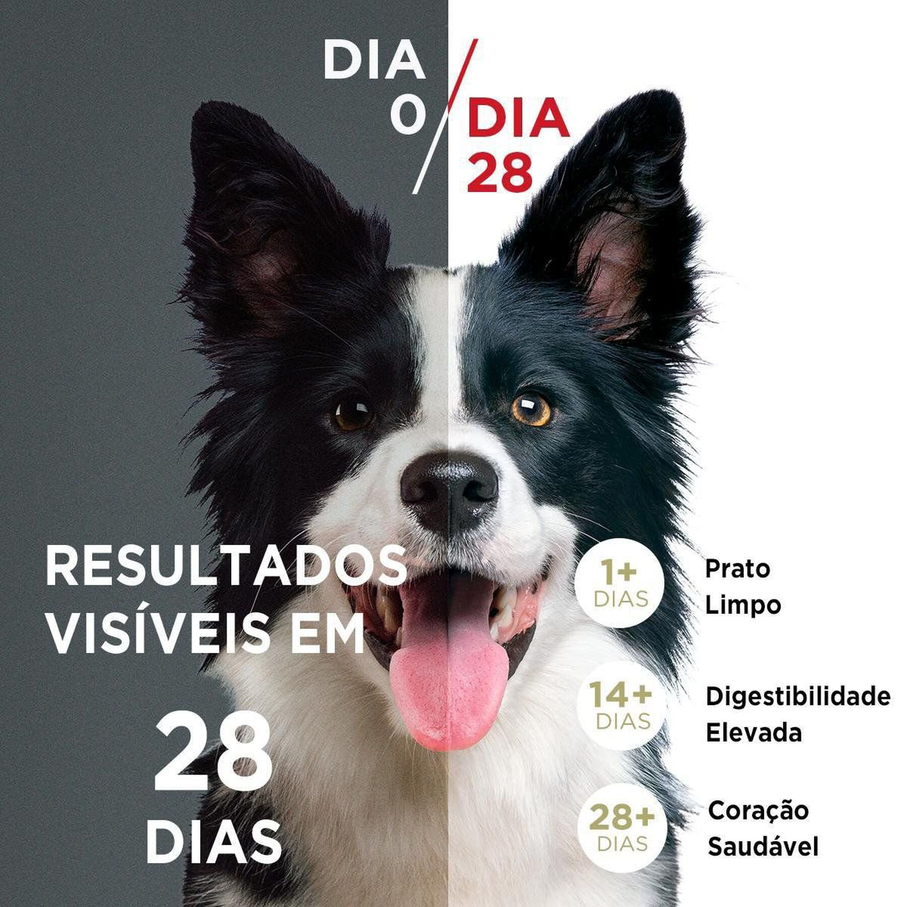 Alimento para Cães Adultos Raças Médias e Grandes Frango e Carne Purina One Visible Nutrition Pacote 2kg