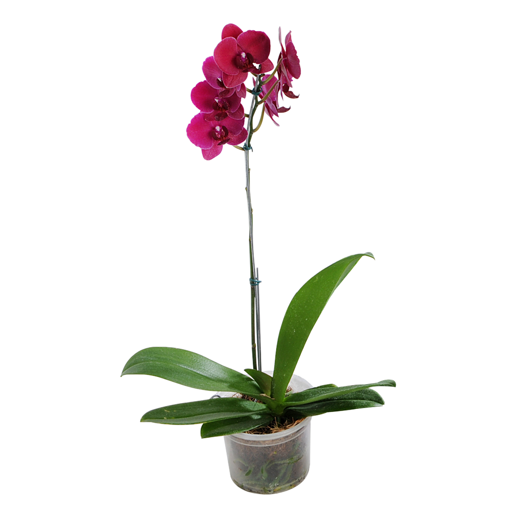 Phalaenopsis Pote 12 - Sortida
