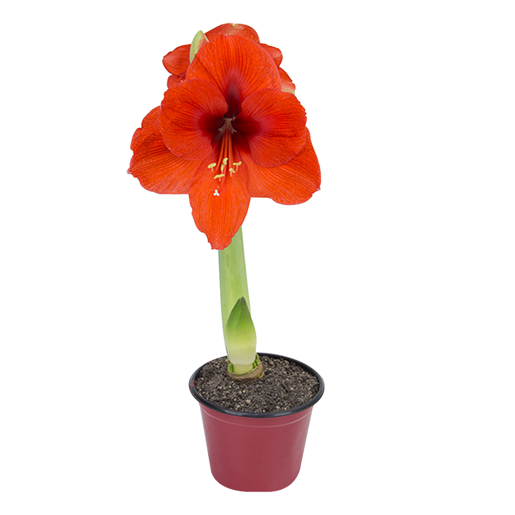 Amaryllis Pote 14