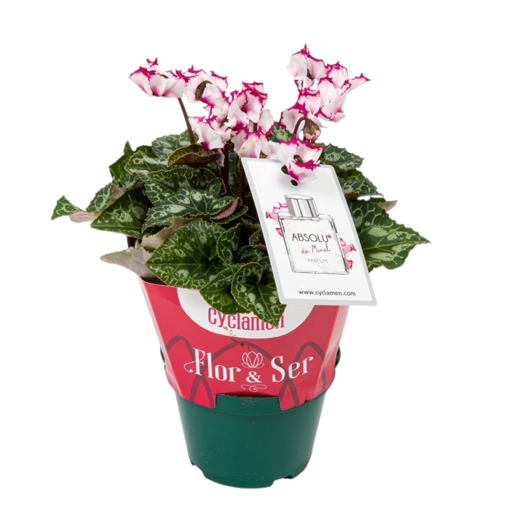 Cyclamen Absolu de Morel com Cheiro Pote 11
