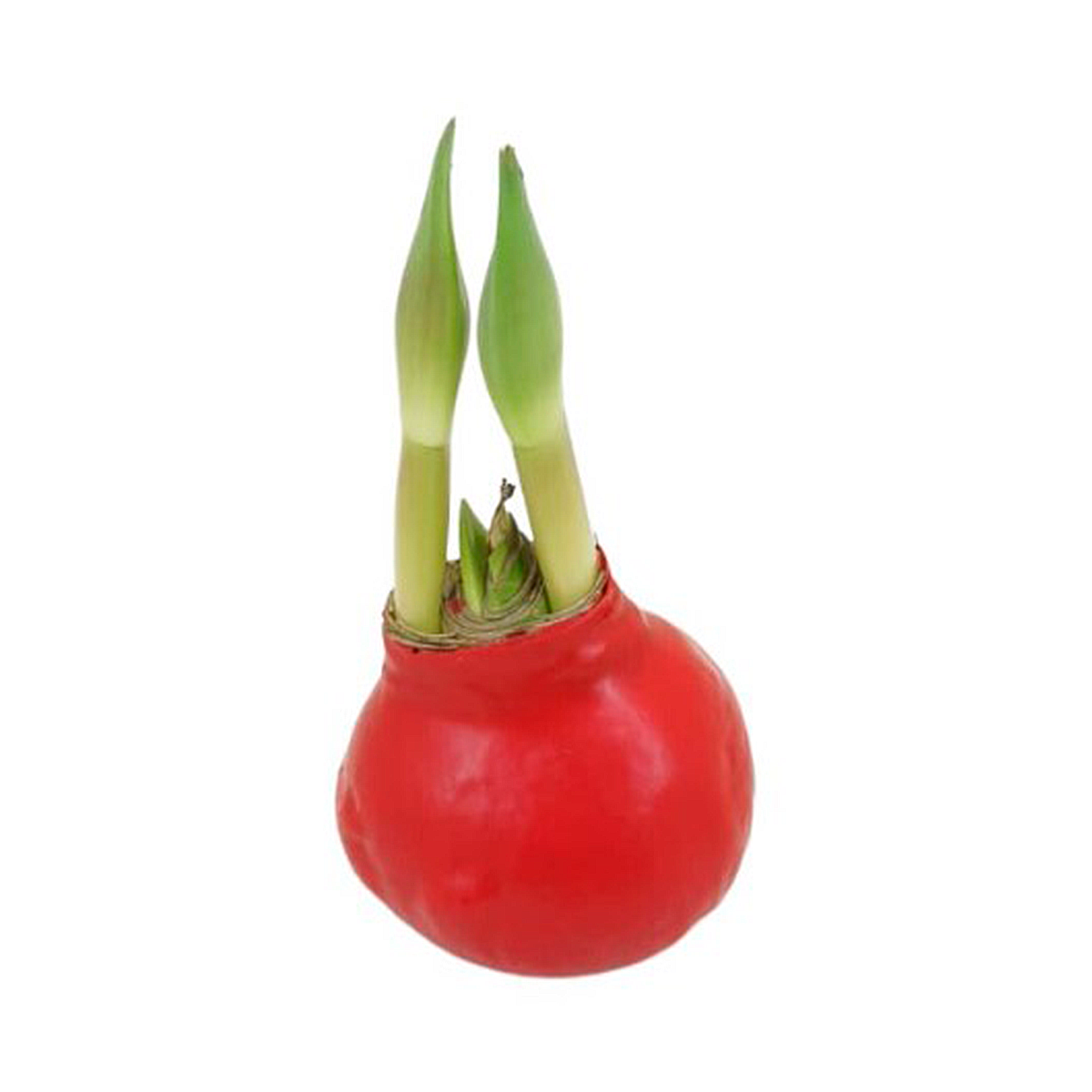 Bulbo de Amaryllis com Cera