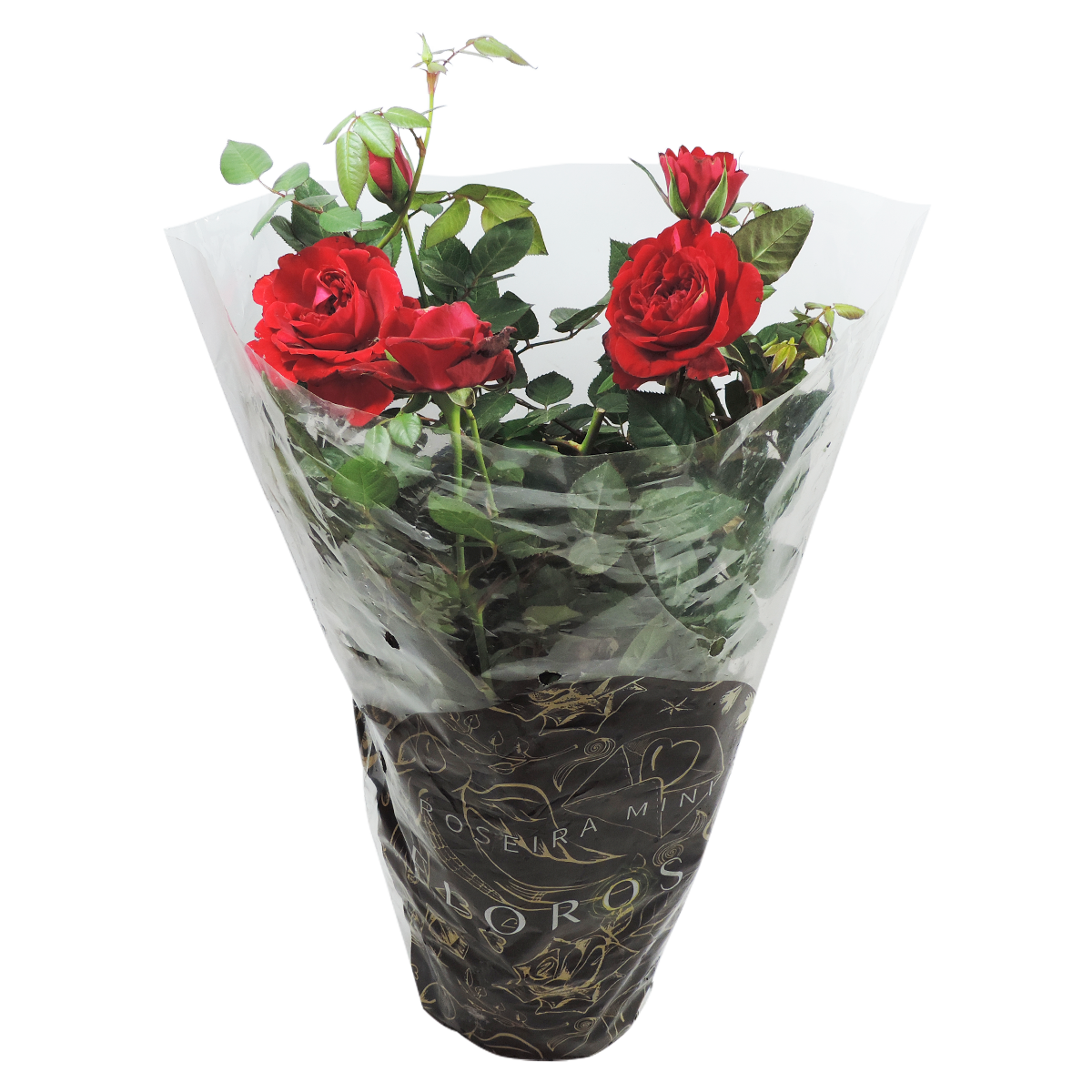 Mini Roseira Pote 13