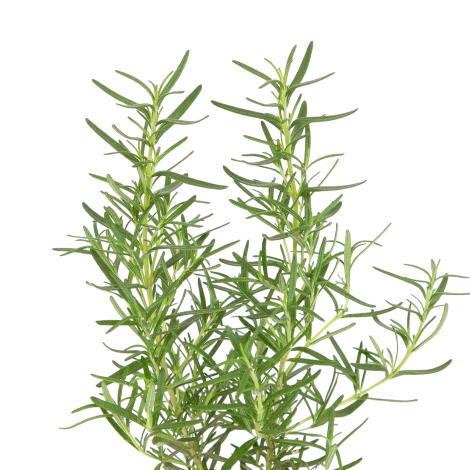 Erva Arom&aacute;tica Alecrim Pote 11